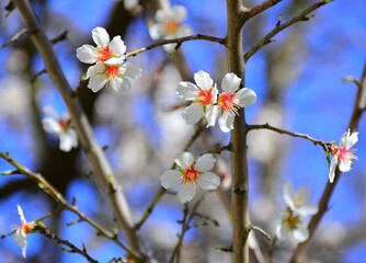tree blossom
