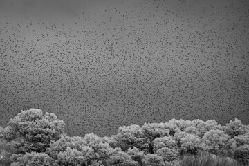 Bandada de estorninos