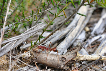 Feuer Ameise in Groß