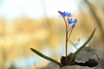Scilla vindobonensis macro picture. Squill, in the family Asparagaceae, subfamily Scilloideae