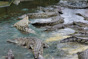 Krokodile 