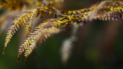 Vue de près sur de longues feuilles de fougère aux teintes jaunes et flétries, dans la forêt des Landes