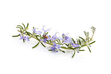 Rosmarinus officinalis prostratus. Fresh rosemary branch with blooming flowers isolated on white background