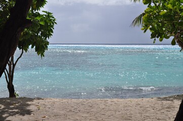 palm tree on the beach