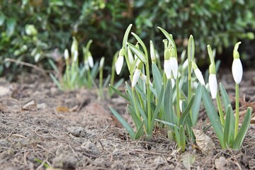 Snowdrops first spring flowers in early spring garden baxus tree as background
