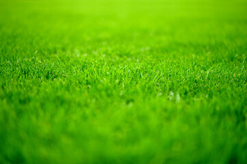 green grass background, close up