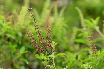 Holy basil flowers (Ocimum tenuiflorum)