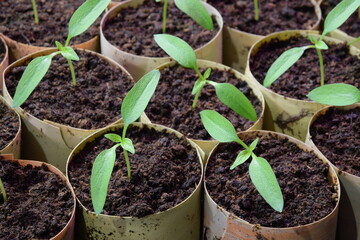Pepper seedlings with second leaf for grreenhouse pepper production, young organic seedlings
