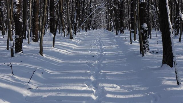 A beautiful walk through the winter forest. Trees, branches and bushes in the snow. Snow everywhere. The path in the forest is covered with snow.