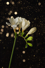 Freesia stem with white blooming flowers and buds on black background with lights bokeh.