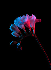 White Freesia flowers blooming, with buds on stem, pink and blue neon light. Isolated on black background.