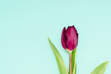 Romantic spring background of tulip flowers on a blue background, space for text
