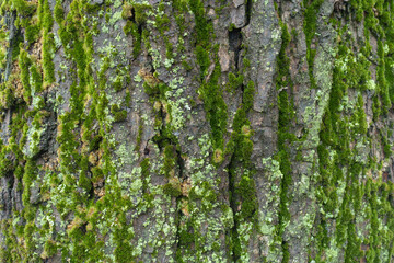 Grey tree bark with green and yellow lichen and moss in winter