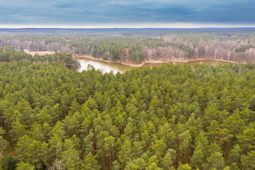 Stawy hodowlane położone wśród sosnowych lasów. Zdjęcie z drona.