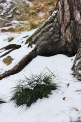 snow covered tree in daylight