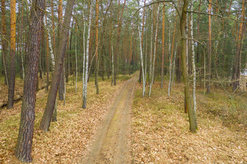 Gruntowa droga w sosnowym lesie. Widok z drona.