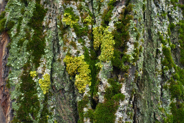 Fototapeta premium Lime yellow lichen and green moss on surface of tree bark