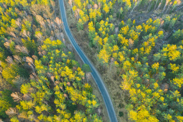 Asfaltowa droga przez iglasty las. Zdjęcie z drona. © boguslavus