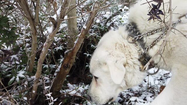 White Dog Sniff and Looking for Food