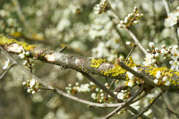 branch of a tree