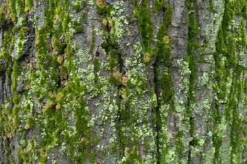 Multicolored moss and lichen on tree bark in winter