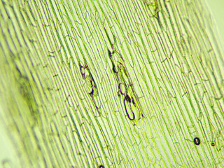 大根茎（100倍）の顕微鏡写真