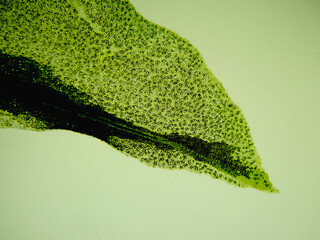 大根葉（40倍以下）の顕微鏡写真