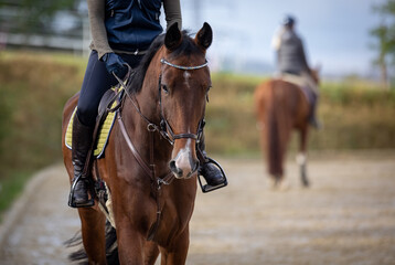 Horse with rider on the riding arena, close-up of horse from the front, second rider out of focus in the background..