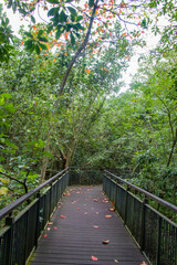 Obraz premium The path with fallen leaves in Sungei Buloh wetland reserve Singapore. A nature reserve in the northwest area of Singapore, its global importance as a stop-over point for migratory birds. 