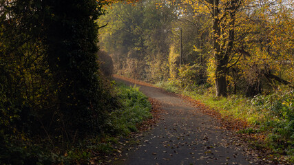 A winding path between the trees