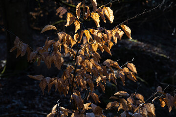 Orange leaves on a tree branch in beautiful early morning golden light