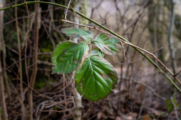A green leaf on a tree branch an early spring day. Picture from Lund, southern Sweden
