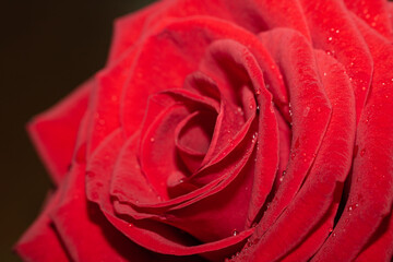 red rose macro