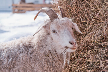 Close-up portrait of a goat eating hay on a farm