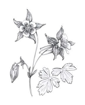 Flower Aquilegia set, drawn black and white, isolated on a white background. Pencil hand drawing