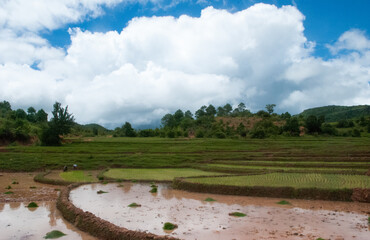 Rice fields in a rural landscape, near Inle Lake, Myanmar (Burma), Asia