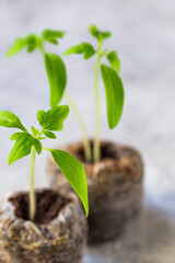 Young tomato plants. Seedlings of tomatoes in peat tablets