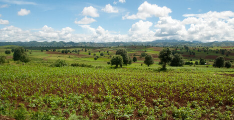 Fototapeta na wymiar Fields in a rural landscape, near Inle Lake, Myanmar (Burma), Asia