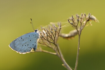 diurnal butterfly Polyommatus icarus on the forest flower in the dew in the first rays of the sun