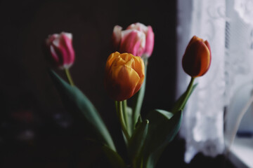 Red-yellow tulips near the window on a dark background. Film grain
