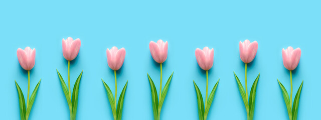 Pink tulips on blue long wide panoramic background. Concept of holiday, birthday, easter, mothers day