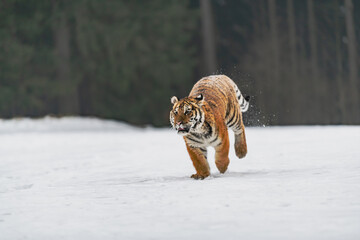 Siberian Tiger running in snow. Beautiful, dynamic and powerful photo of this majestic animal. Set in environment typical for this amazing animal. Birches and meadows