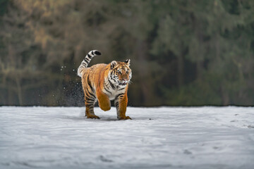 Siberian Tiger running in snow. Beautiful, dynamic and powerful photo of this majestic animal. Set in environment typical for this amazing animal. Birches and meadows