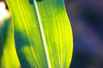 corn shining leaf in the field in sunny warm summer evening - close up, nature background with...