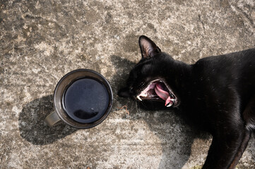 Funny face of a black color cat when smelling tea liquor with the background texture in natural...