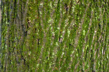 Dark brown tree bark with mint green lichen and moss