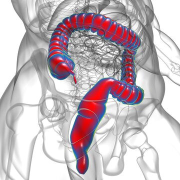 Large Intestine 3D Illustration Human Digestive System Anatomy