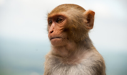 Fototapeta premium Monkey in the region of Mount Popa, Myanmar (Burma), South-East Asia