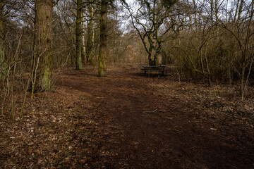 A forest glade an early spring day. Picture from Lund, southern Sweden