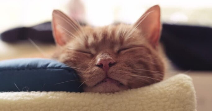 Male Ginger Cat settling down to sleep